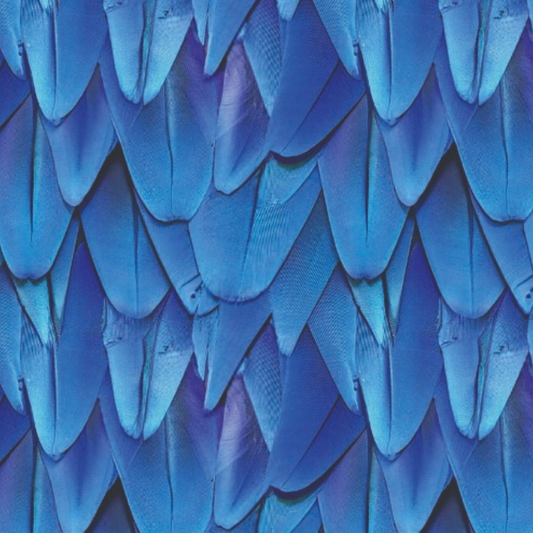 Sialia · Bottom