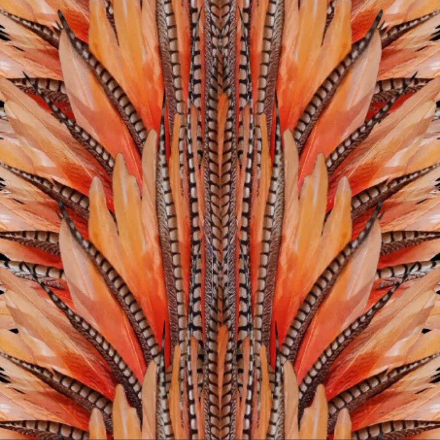 Cacique · Bottom