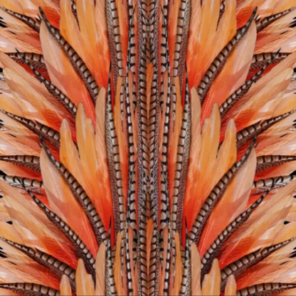 Cacique · Bottom