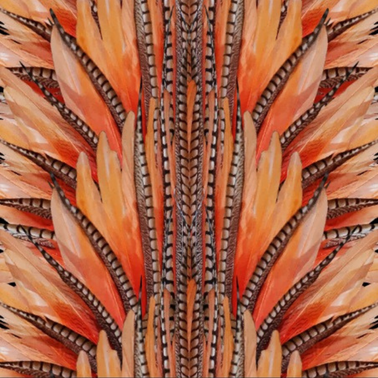 Cacique · Bottom