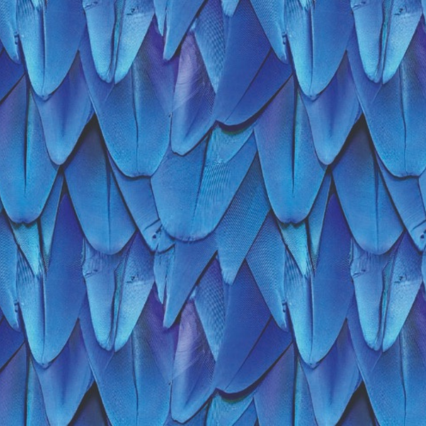 Sialia · Bottom