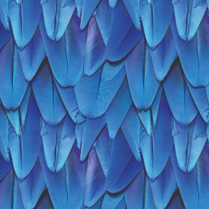 Sialia · Bottom